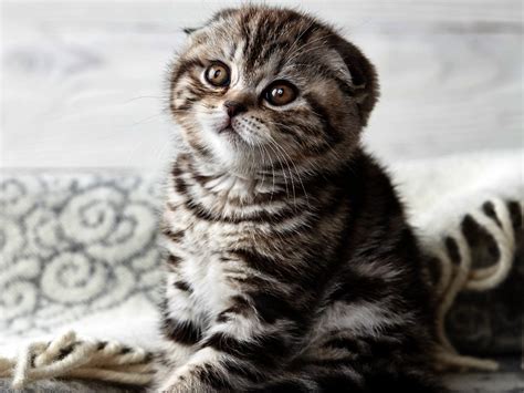 cat for sale cebu|scottish fold cat price philippines.